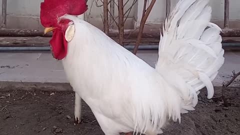 Chiken