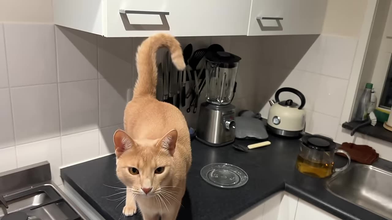 precious boy gets so excited as he knows what's coming