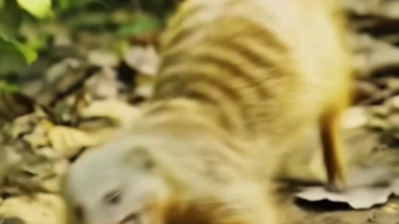 Fearless Mongoose Battles a Venomous Cobra in a High-Stakes Wild Showdown