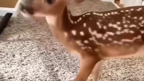 Rescue a baby deer