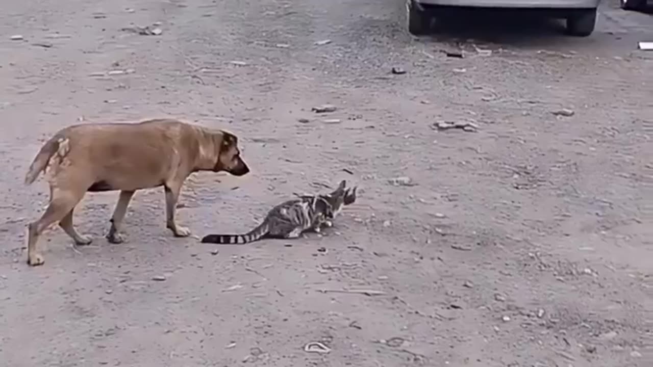 Kittens catch birds yellow dog in the back, real cat and mouse? 🐶🥰