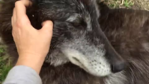 A very happy wolf