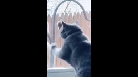 Funny Animals
