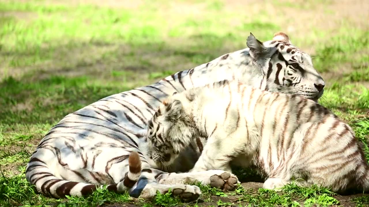 White tiger and her cub resting on the grass