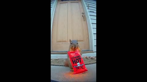 Screaming for Spice: The Crunchy Squirrel Dare
