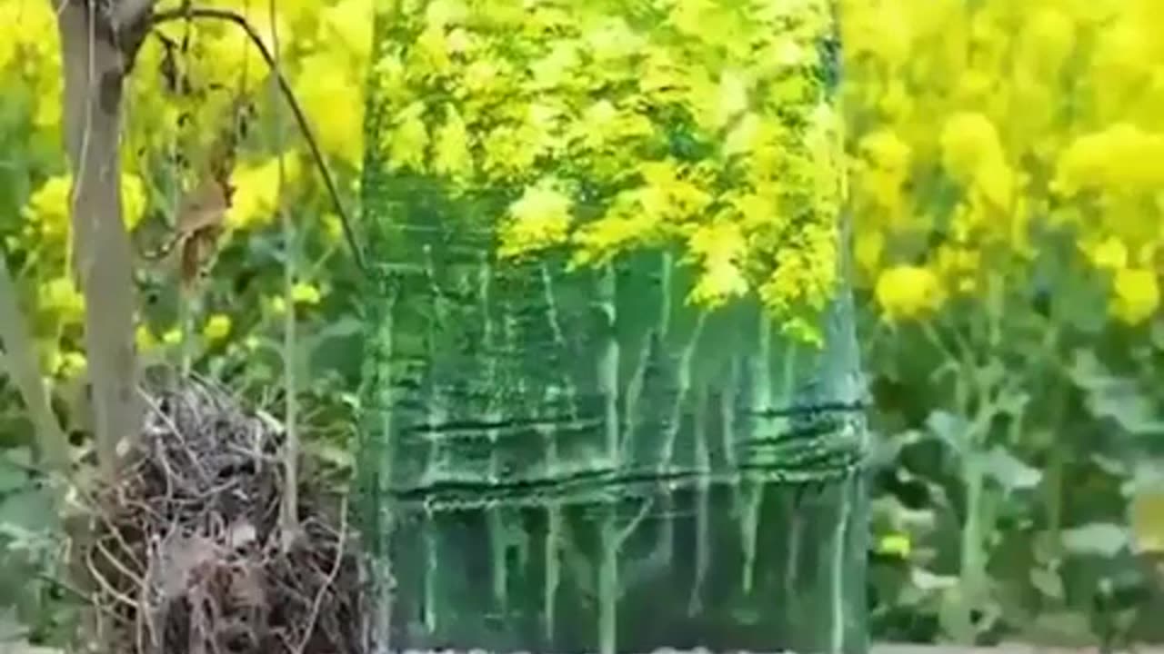😮✨ Can You Believe You See Through This Tree? | FeedMyCuriosity