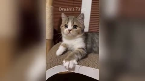 Funny animals