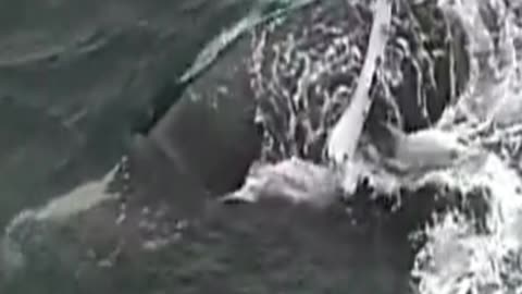southern right whale