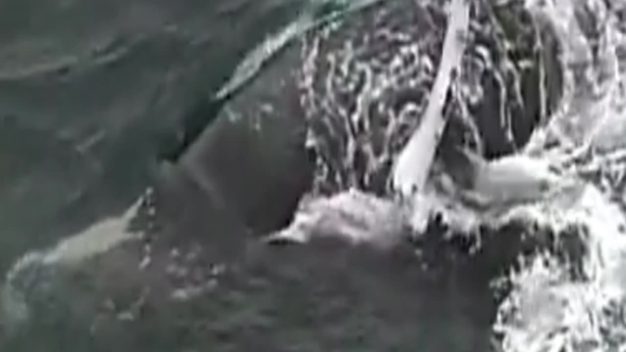 southern right whale