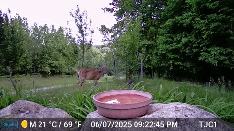 Deer Warning
