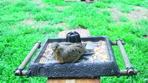 Wildcat 🐈 catch a dove