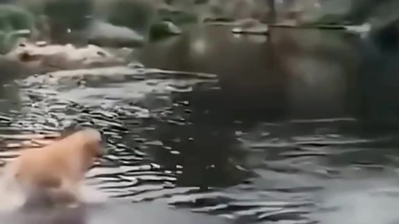 FUNNY ANIMAL COMPILATIONS - PART 36