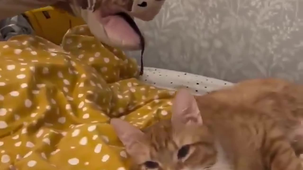 Zero survival skill 😸