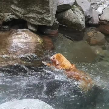 He saw a giant drowning... and didn't think twice. 🐶💦