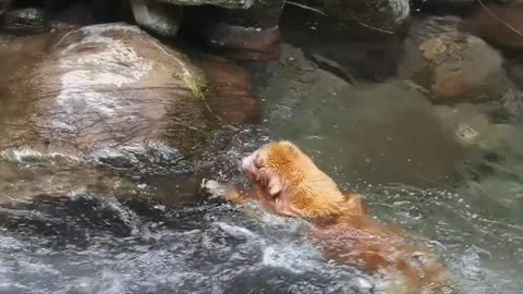 He saw a giant drowning... and didn't think twice. 🐶💦