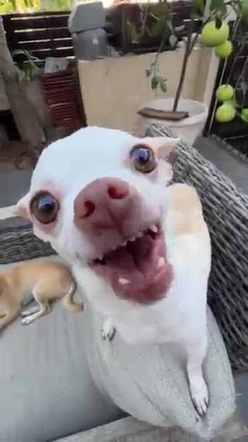 Title: *"The Kuchi Kuchi Power - Cute Dogs in Action!"*