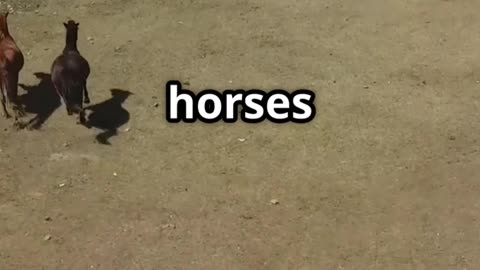 Genghis Khan's Untold Tactics in 60 Seconds Flat