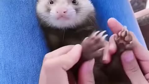 A ferret mother brings her babies to humans. #animals #cute #love #healing #funny