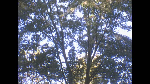 Nesara 2