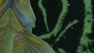 😂 Hot or Not? This Fish Has Strong Opinions! | FunFM