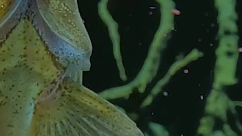 😂 Hot or Not? This Fish Has Strong Opinions! | FunFM