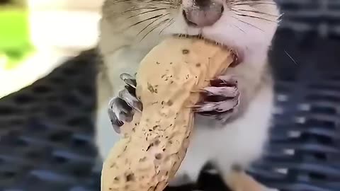 This happened after the family rescued the same squirrel again 🐿️ 💛