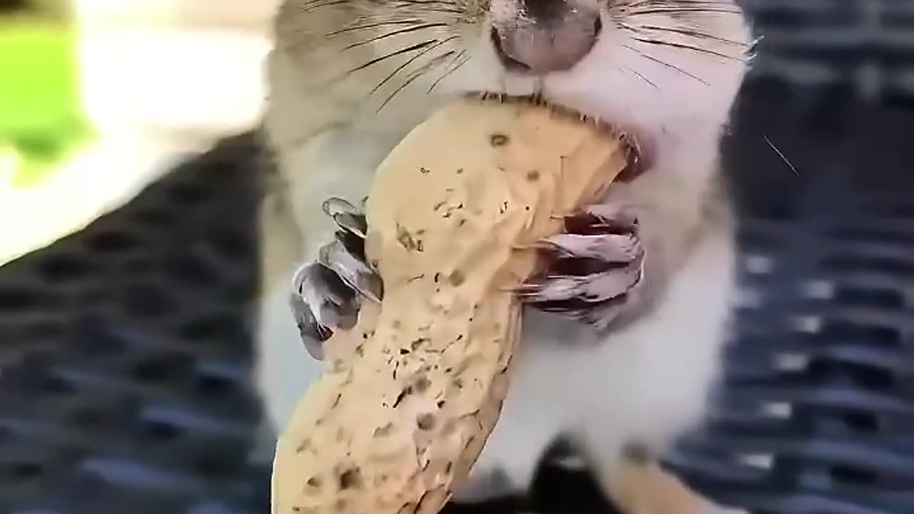 This happened after the family rescued the same squirrel again 🐿️ 💛