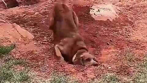 😂🐶 Dogs Being Dogs is the Best! | FunFM