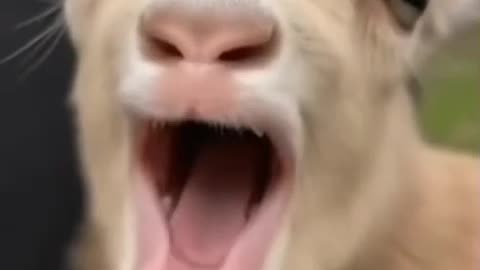 Animals and Their Memes: You Need to See This