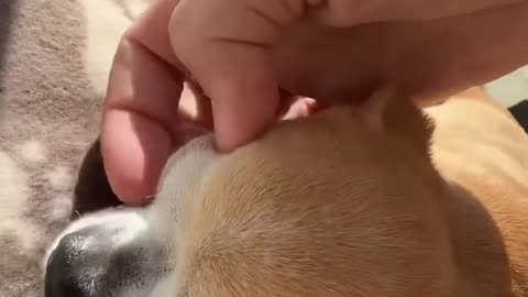 Funny Animal Videos