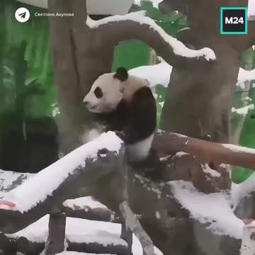 Pandas waiting on spring to arrive
