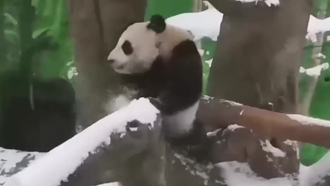 Pandas waiting on spring to arrive