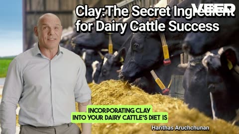 Unlocking the Power of Clay:The Secret Ingredient for Dairy Cattle Success