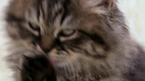Too Cute to Scroll Past 😻💥 Meet the Star of Cuteness!