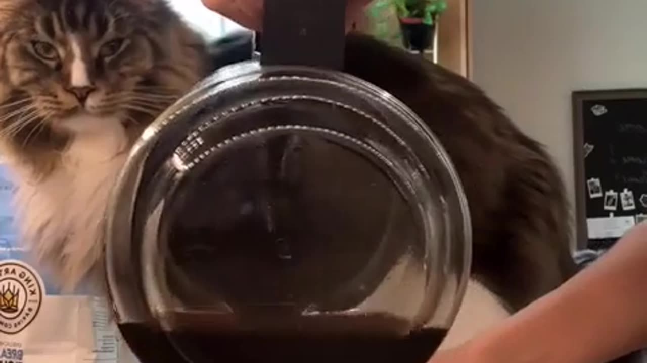🐶🤢 Why Do Hoomans Drink Yucky Brown Bean Juice? | FunFM