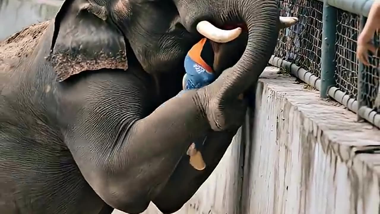 HERO ELEPHANT RESCUES CHILD IN HEART-STOPP