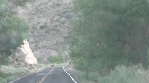 First deer, and now HORSES by the road!!!