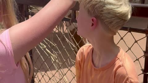Creative Way to Feed a Giraffe at the Zoo