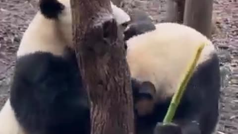 panda, funny panda, cute panda, funny animals, animal antics, adorable animals,