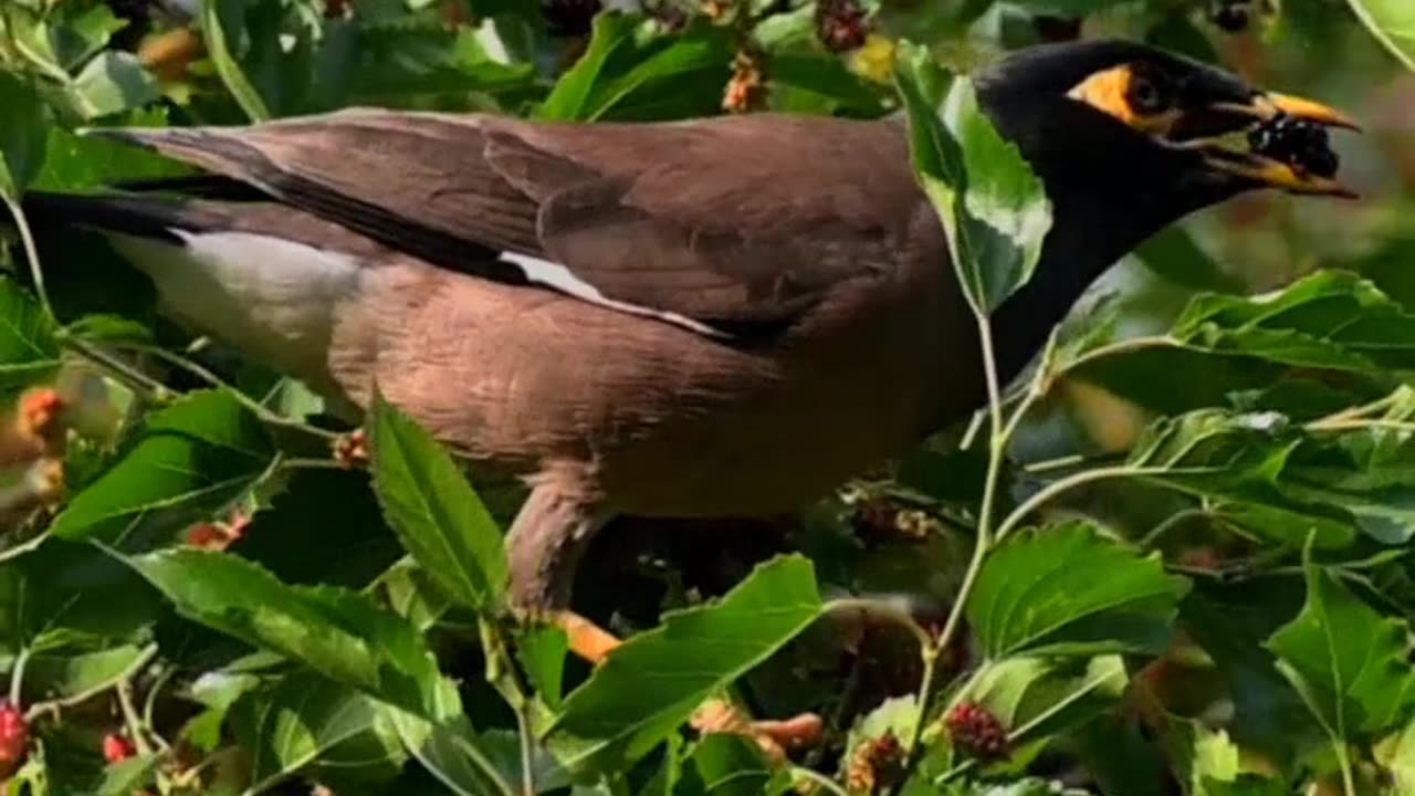 Nature and Animals