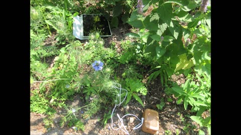 Gift Of Courage And Heart Love In A Mist July 2024