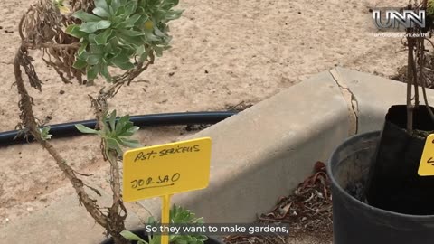 Celebrate World Environment Day in Fuerteventura with free native plants & trees!