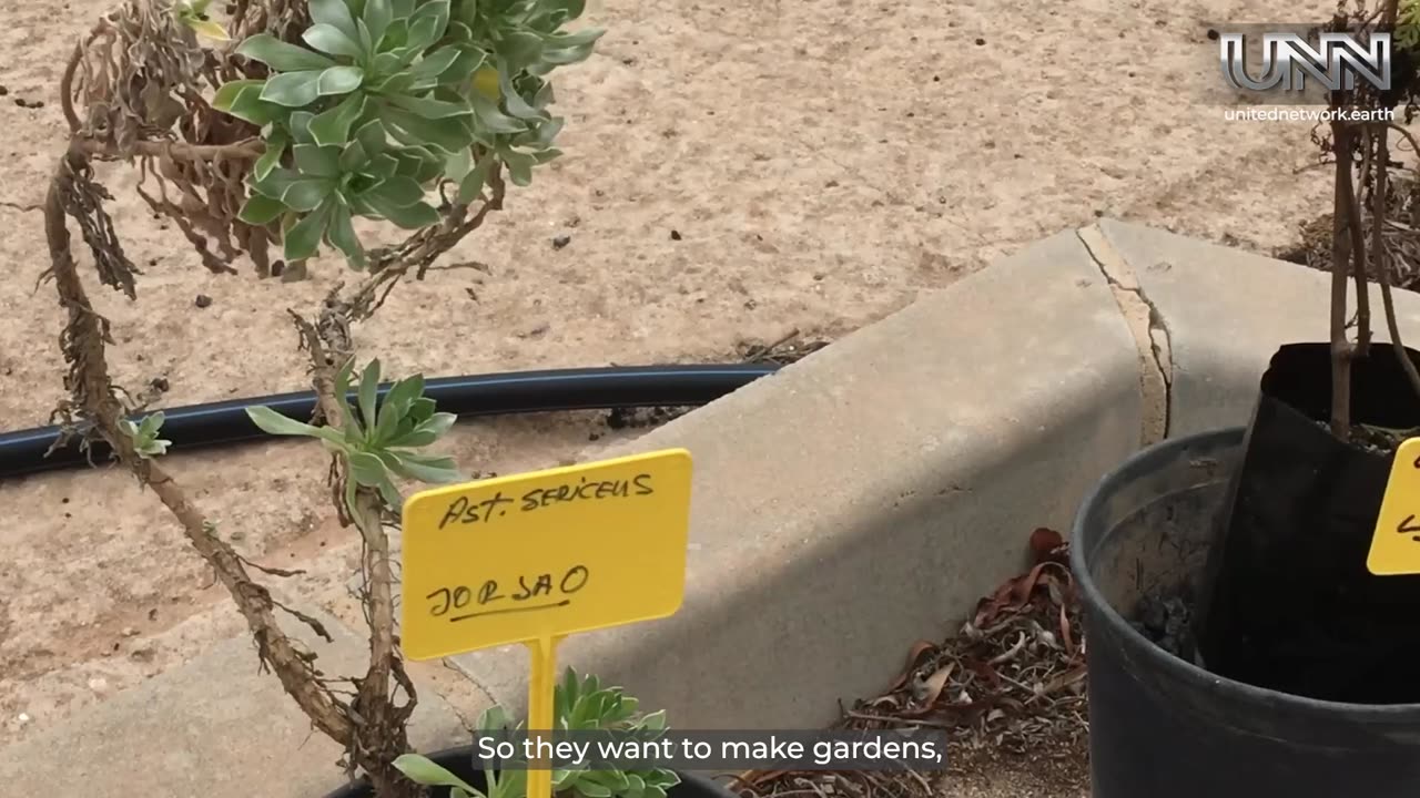 Celebrate World Environment Day in Fuerteventura with free native plants & trees!
