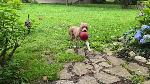 Honey found a ball