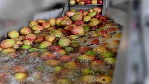 How MANGOES Are Harvested & Processed | Millions of Mangoes Every Year