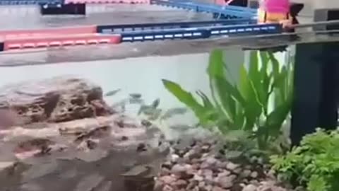 🐟😂 It’s Time To WALK The Fish?! You Won’t Believe This! | FunFM