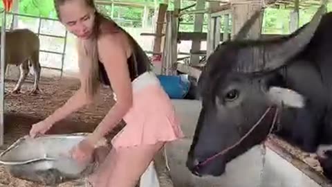 Buffalo 🦬🐃🦬🐃 fight sexy hot girl fun