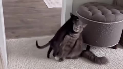 Cats Wrestling
