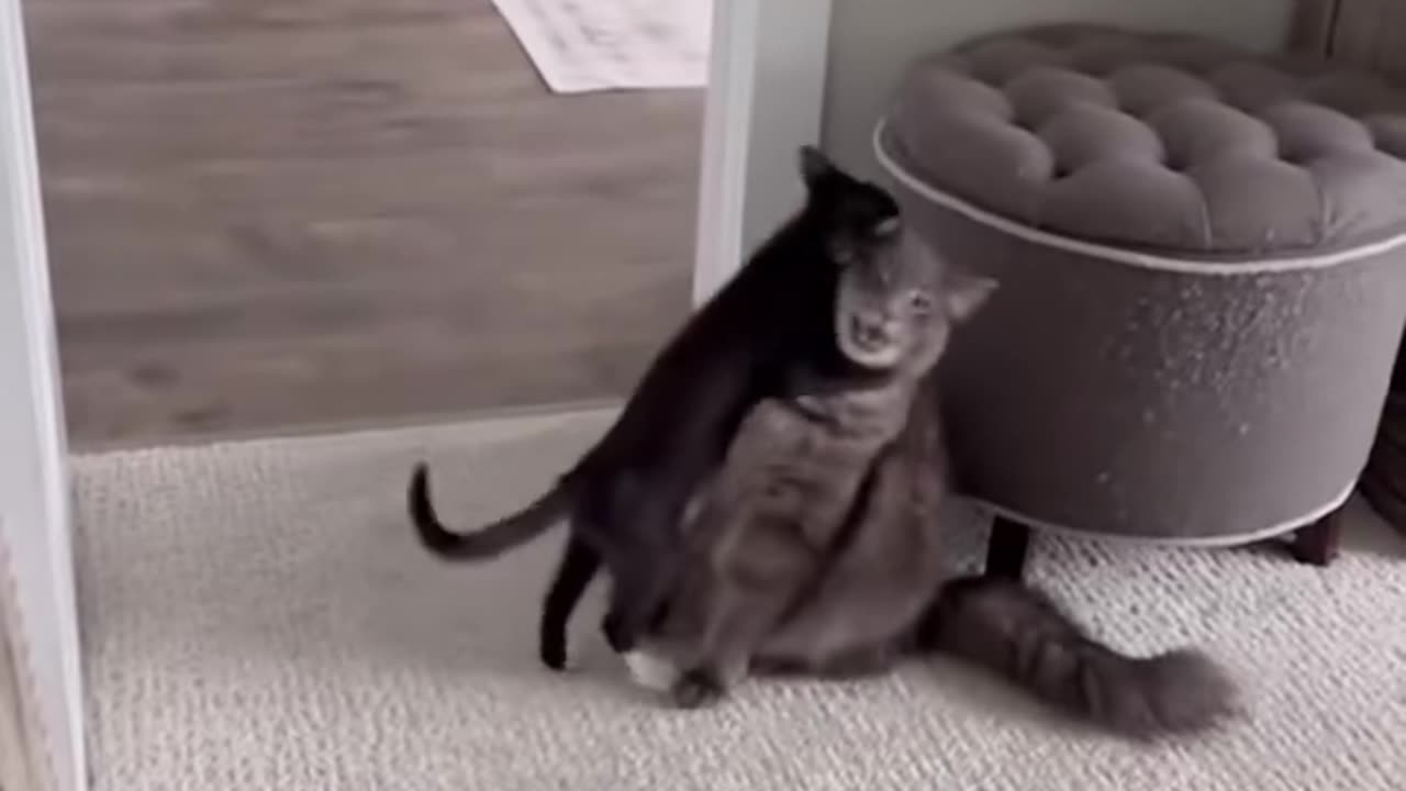 Cats Wrestling