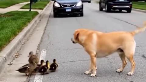 Akıllı köpek ördeklere geçit vermedi